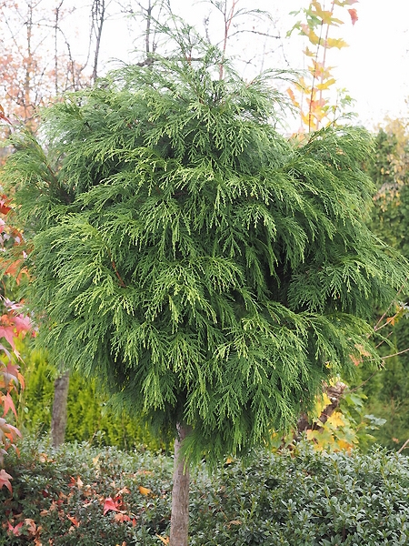 Thuja plicata 'Aldrich Mountain' 